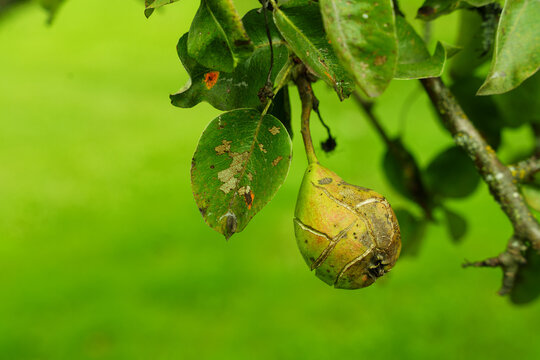 Green pear fruit damaged by scab disease close up