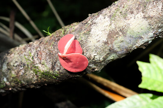 A fungus of the species *Phillipsia domingensis*, commonly known as the "cup fungus" or "mauve elfcup." It is a xylophilous species, meaning it grows on decaying wood.