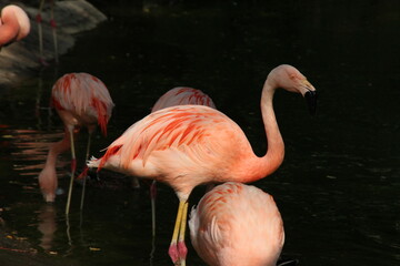 pink flamingos in a zoo in france  © frdric