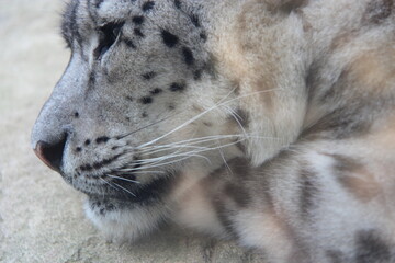 snow leopard in a zoo in france  © frdric