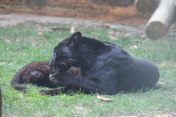 black panther cub and adult in a zoo in france  © frdric