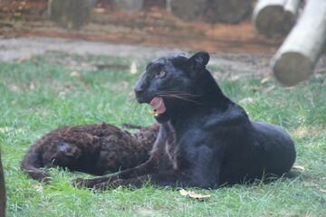 black panther cub and adult in a zoo in france  © frdric