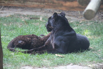 black panther cub and adult in a zoo in france  © frdric