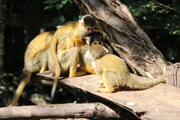 squirrel monkey in a zoo in france  © frdric