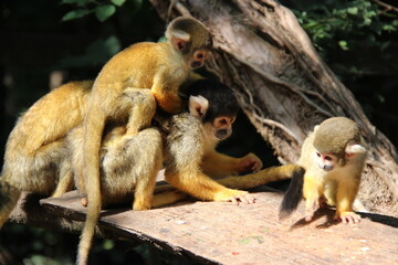 squirrel monkey in a zoo in france  © frdric