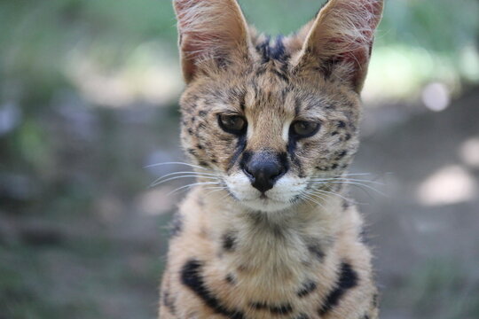 serval in a zoo in france 