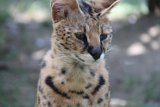 serval in a zoo in france 