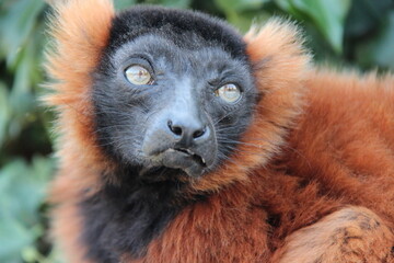 Fototapeta premium red ruffed lemur in a zoo in france 