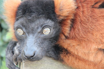 Fototapeta premium red ruffed lemur in a zoo in france 