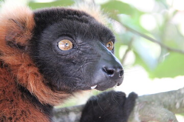 Fototapeta premium red ruffed lemur in a zoo in france 