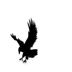 Fototapeta premium Silhouette of an eagle in flight with wings spread