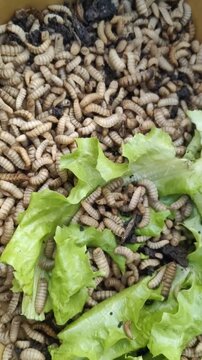 maggots eating green lettuce and waste