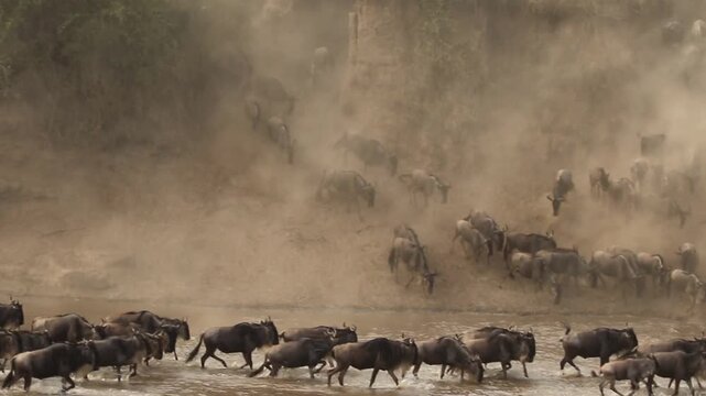 Wildebeest migration crossing river, massive herd of gnu running through dust and water, dramatic African safari wildlife scene