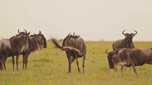 African wildebeest herd grazing on savanna, blue wildebeest migration in grassy plains, wild gnu animals in natural habitat