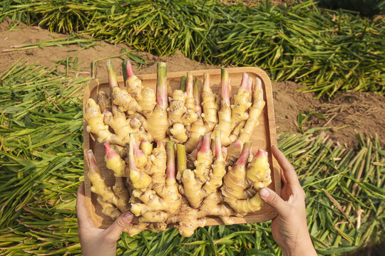Freshly Dug Ginger Harvest in Wooden Basket - Luoping Yunnan High Mountain Organic Farming