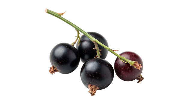 Branch sprig of fresh blackcurrant berries organic sweet summer fruit isolated on transparent background