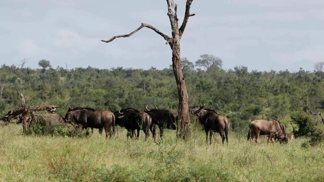 African wildebeest herd grazing in savanna, wild gnu group in grassy plains, safari wildlife documentary footage