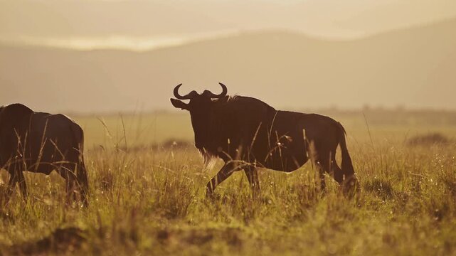 African wildebeest silhouette walking through savanna at sunset, wild gnu in golden hour light, safari wildlife in grassy plains