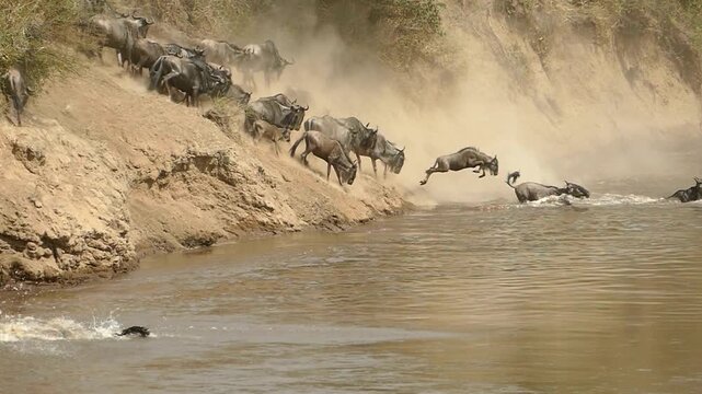 Wildebeest migration crossing river, dramatic wildlife action in African savanna, herd of gnu jumping into water during great migration
