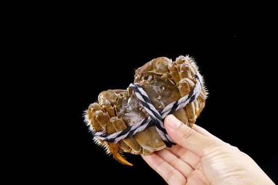 Fresh Yangcheng Lake Hairy Crabs from Suzhou China Tied with Rope in Hand