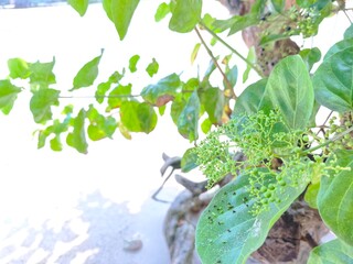 A photograph of the leaves of a tropical tree growing in a coastal area. The leaves are broad, fresh green and glossy. A stalk bears small, unripe, light green fruit growing in clusters. © nita