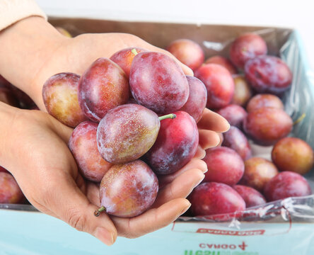 Fresh Ripe Plums in Hands with Wooden Crate of Stone Fruit - Natural Organic Produce Harvest