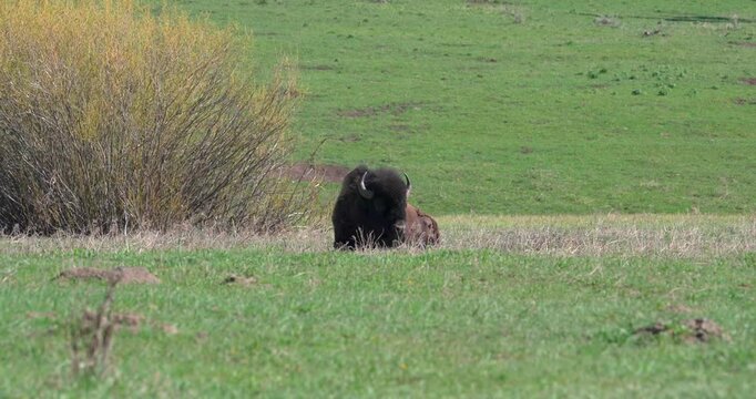Mid shot of an American bison resting in an open grassland in North America during hot summer weather. Calm wildlife footage showing natural resting behaviour in warm conditions.