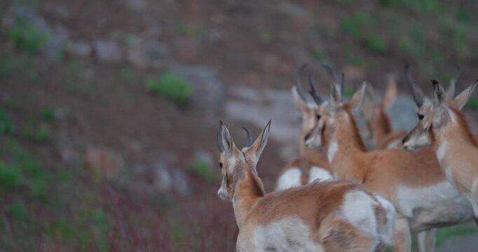 Closer shot of a herd of pronghorn antelope in North America becoming startled and leaping away from a roadside. Natural wildlife footage capturing a rapid flight response in an open landscape.
