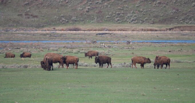 Wide shot of an American bison herd in North America. One bison paws at the ground before charging toward another, while a third animal intervenes and redirects the interaction, capturing natural soci