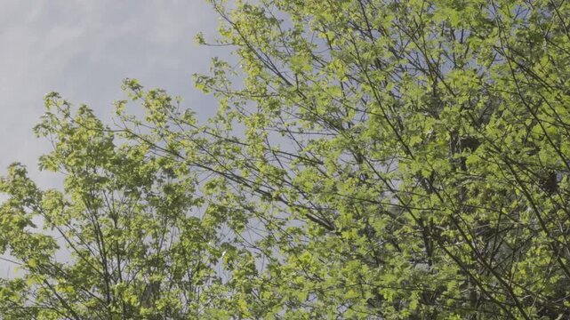 Spring tree canopy with fresh green leaves in Bygdoy Park Oslo, gentle swaying of branches in wind