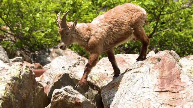 Alpine Ibex Walking Across Rocky Mountain Terrain in Italy