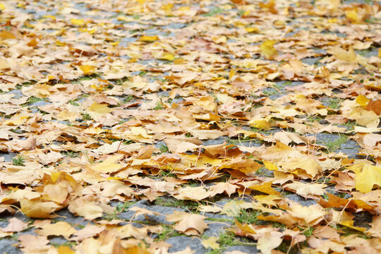 Autumn Maple Leaves Covering Stone Paved Path
