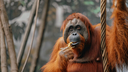 Close up of a Sumatran Orangutans (pongo pygmaeus) is a subspecies of Sumatra, is chewing food in rainforest, Sumatra, Indonesia.  © pinan