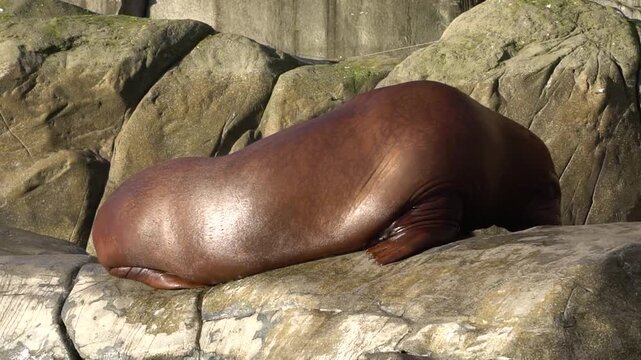 Walrus resting on sunlit rocks before flopping into the water inside its Arctic enclosure at Hagenbeck Zoo, showing the large marine mammal in Hamburg, Germany then flopping hilariously into the water