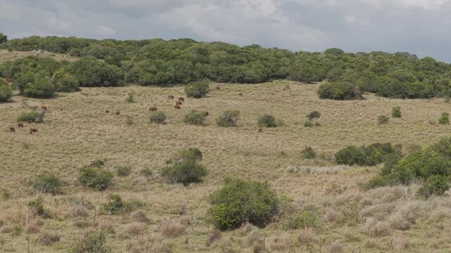 Drone captures cattle grazing across open grasslands bordered by native forest near Laguna Negra, Rocha, highlighting Uruguay's natural rural landscape.