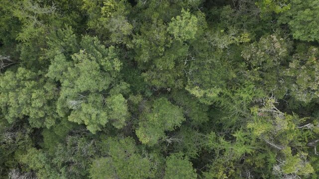 Vertical aerial view gliding over an uninterrupted native forest canopy, highlighting the textures and diversity of treetops in Laguna Negra, Rocha, Uruguay.
