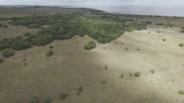 Drone pulls away from native forest, revealing grazing cattle, open grasslands and the coastal landscape surrounding Laguna Negra in Rocha, Uruguay.