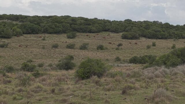 Drone glides above native woodland and open grazing pastures, showcasing the diverse rural landscape surrounding Laguna Negra in Rocha, Uruguay.