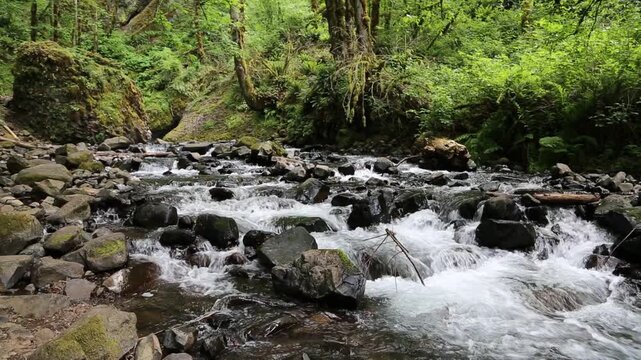 Creek in the forest - Columbia River Gorge, Oregon