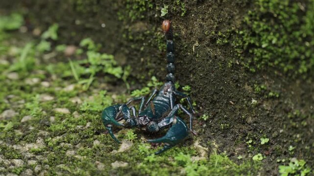 Static macro shot of an Asian forest scorpion standing defensively with its pincer pedipalps and raised stinger tail against a mossy concrete ledge.