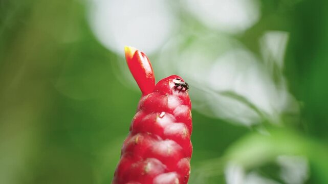 Macro static shot of a small stingless bee foraging around the tip of a bright red Indian head ginger inflorescence against a soft bokeh green background.