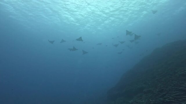 Group of manta rays swimming through clear blue Pacific waters above a sloping coral reef in Hawaii, illuminated by natural sunlight filtering down from the ocean surface