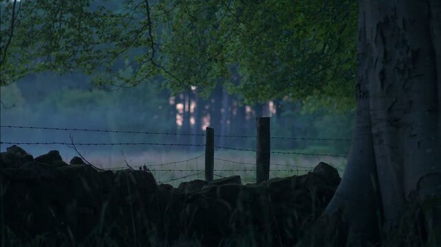 Quiet Pasture Fence and Stone Wall at Dim Forest Edge 4K A still stone wall and barbed wire fence divide a shaded pasture from a distant forest at first light, with faint ground haze in the field.
