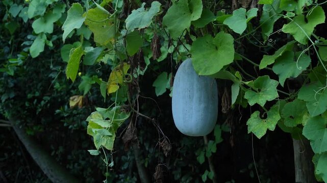 Raw winter melon or white gourd growing on a climbing plant in a traditional village farm