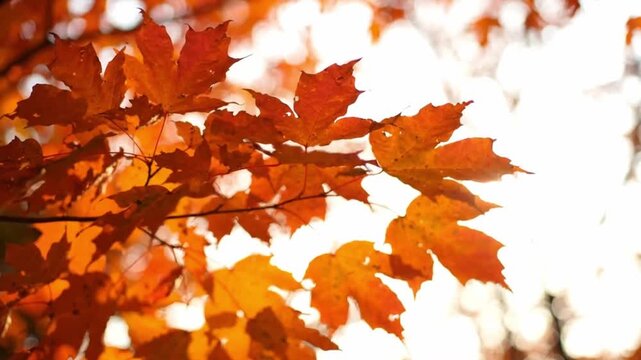Cinematic close-up shot of vibrant orange and red maple leaves on a tree branch gently blowing in the autumn breeze. Bright sun flares and warm backlighting create a peaceful, tranquil.