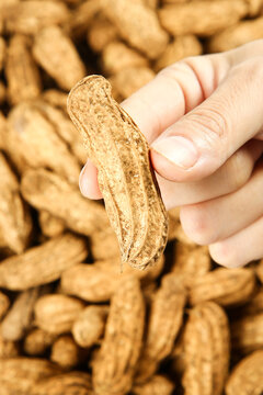 Fresh Picked Peanut Shell from Yunnan Plateau Agricultural Harvest in Hand