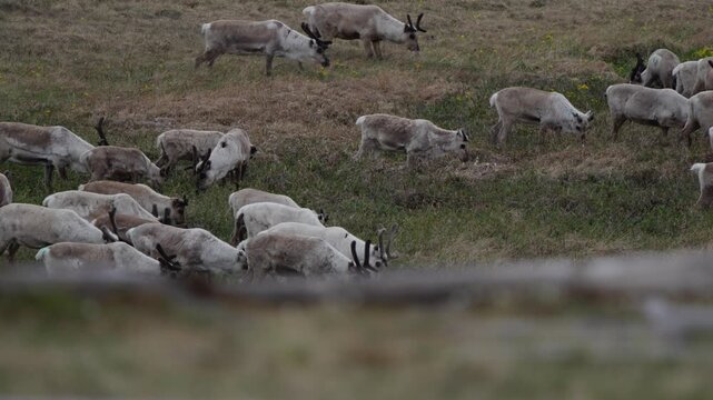 Distant reindeer herd grazing across alpine meadow in Norway, serene calm munching and walking
