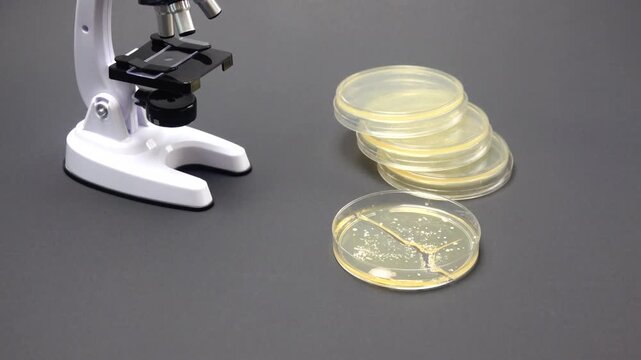 A laboratory microscope examines a nutrient agar culture as part of a biological research experiment, highlighting microbiology techniques used to study bacterial growth, contamination analysis, and s