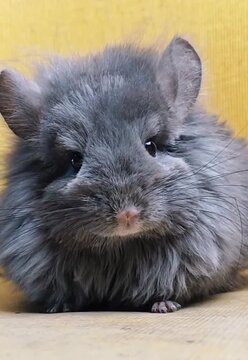Fluffy gray  chinchilla