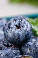 Fresh Blueberries with Water Droplets - Organic Fruit Close-up Macro Photography © HoangVan